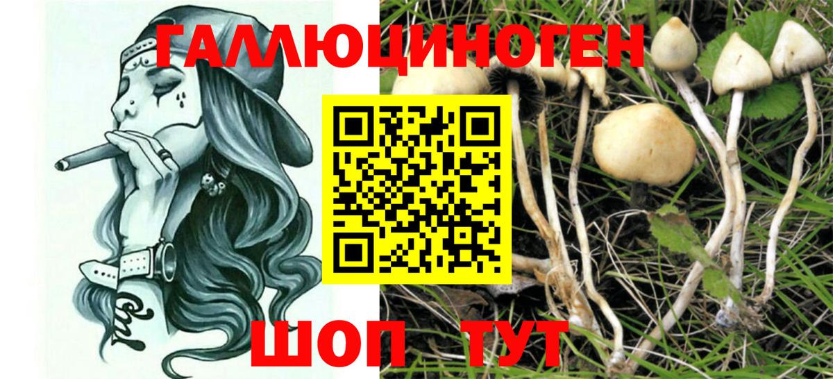 Псилоцибиновые грибы прущие грибы Кандалакша